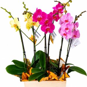planta de orquidea pachamama