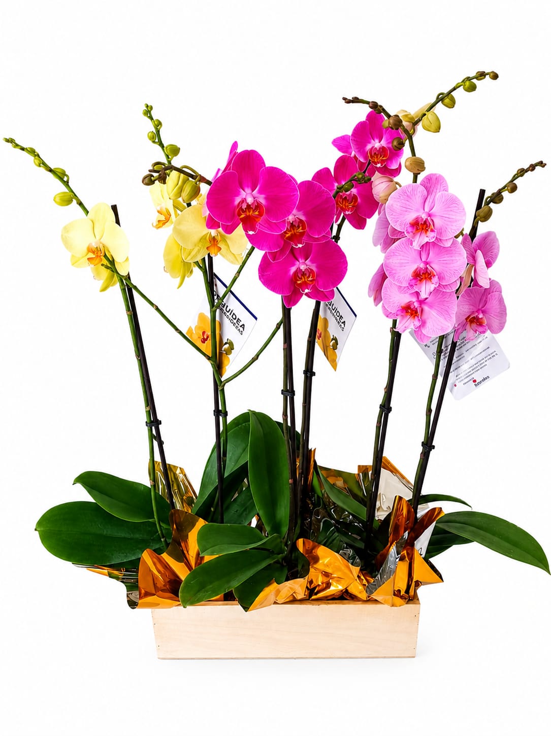 planta de orquidea pachamama